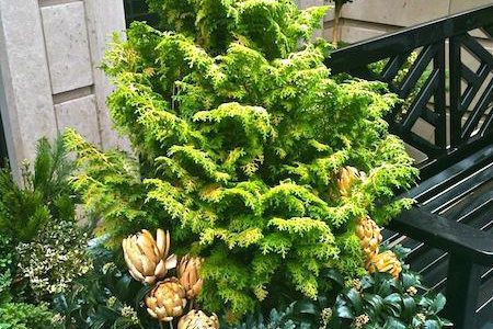 Winter Fern w/pine cones