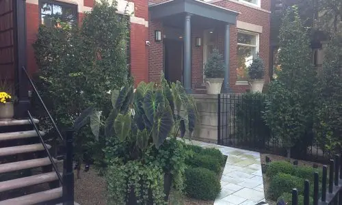 Architecture in Greenery - Chicago Landscaping Project