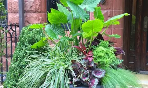 Astor Aristocrats - Chicago Landscaping Project