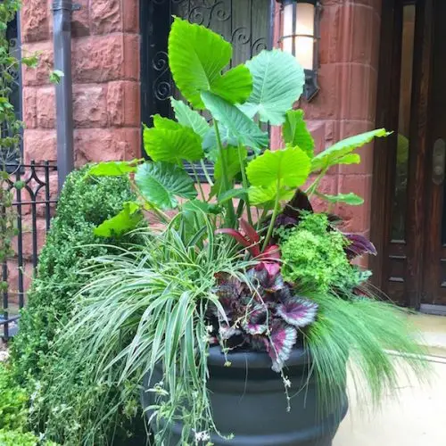 Astor Aristocrats - Chicago Landscaping Project