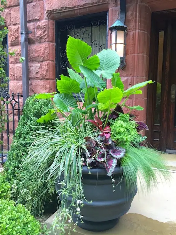 Astor Aristocrats - Chicago Landscaping Project