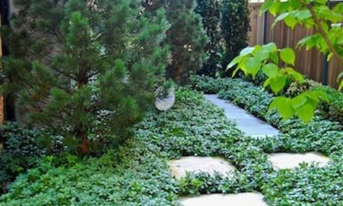 The Art of Simplicity - Chicago Landscaping Project