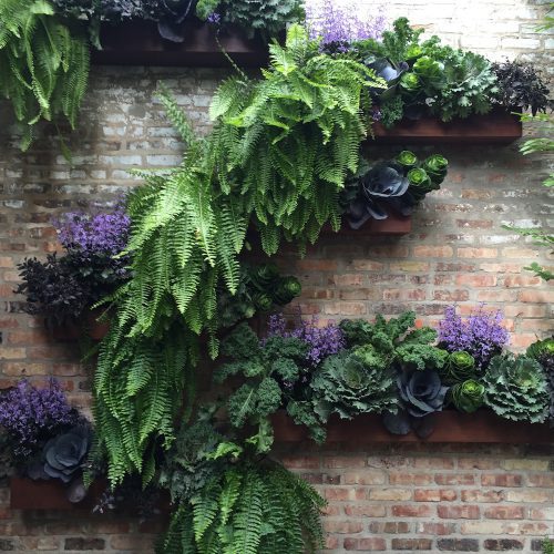 Vertical Gardening - Chicago Wall Garden