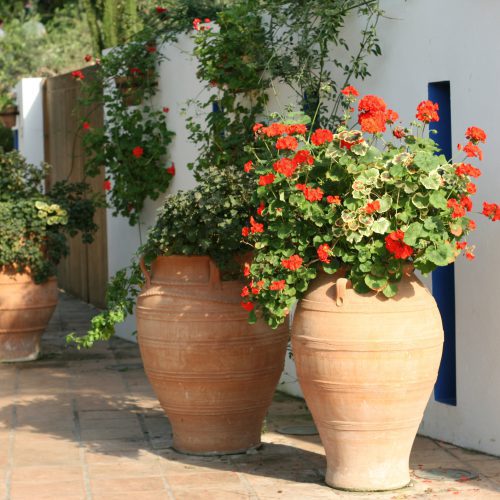 Mediterranean Garden Design