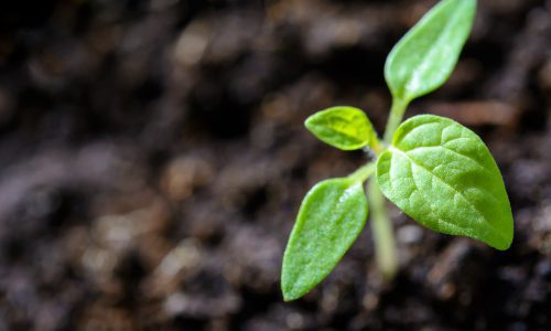 Soil in Garden