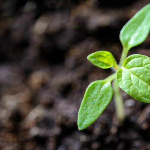 Soil in Garden