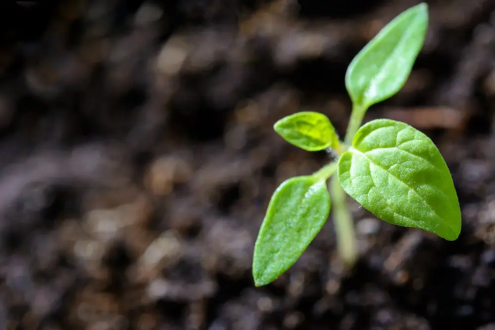 Soil in Garden