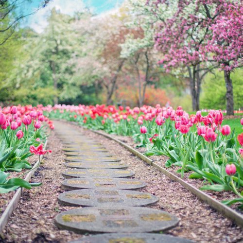 blooms on walkway landscaping and irrigation