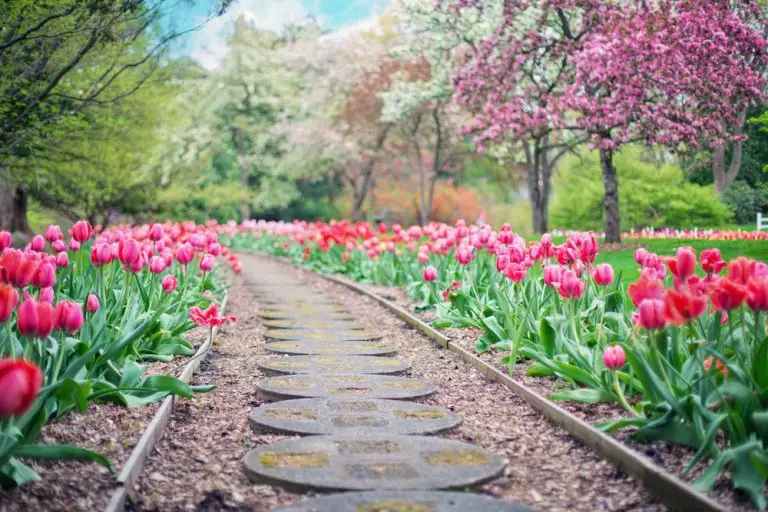 blooms on walkway landscaping and irrigation