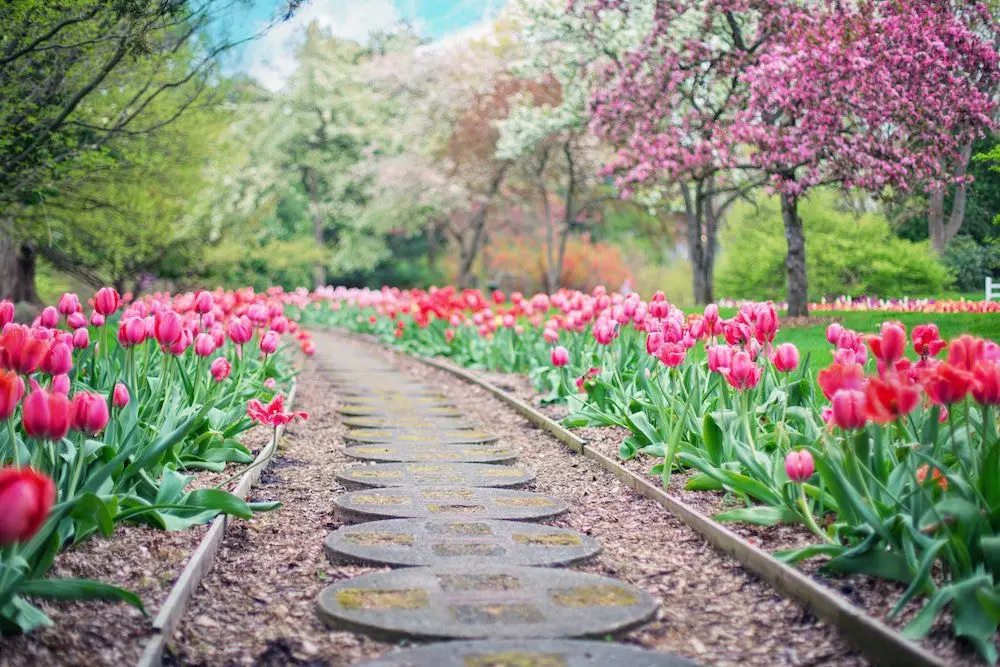 blooms on walkway landscaping and irrigation