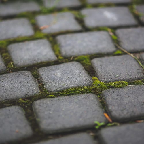 Garden Patio Moss and Stone
