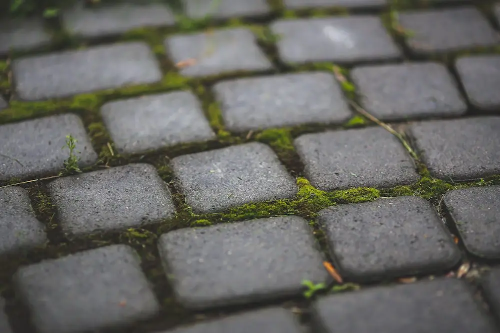 Garden Patio Moss and Stone