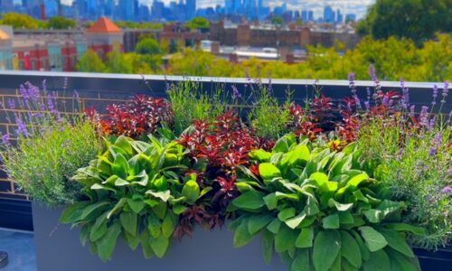 Porcelain Perfection - Chicago Green Roof Design