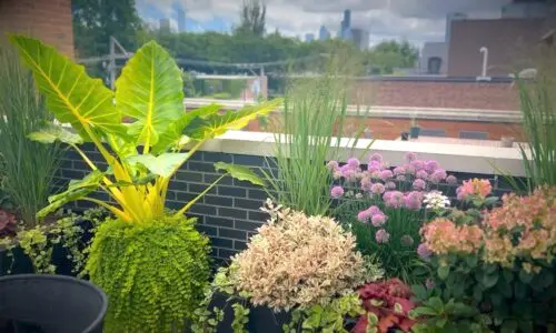 Freemont - Botanical Concepts Chicago Rooftop Deck Design
