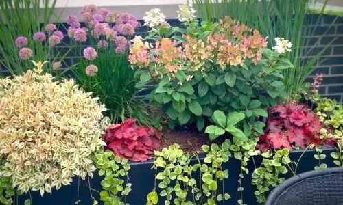 Plants for rooftop garden