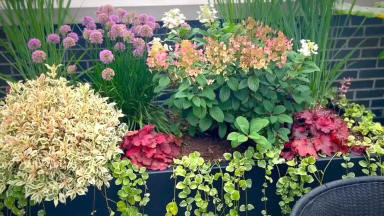 Plants for rooftop garden