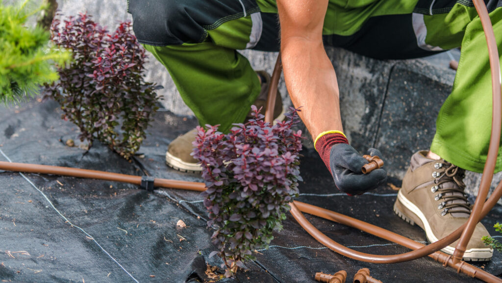 A landscaper in green work pants and gloves connects drip irrigation tubing around purple barberry shrubs planted on black weed barrier fabric, with coiled brown tubing and fittings visible nearby.
