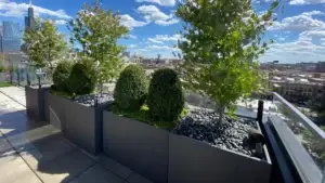 Row of dark aluminum rooftop planters with Japanese maples and boxwood spheres overlooking the Chicago skyline.