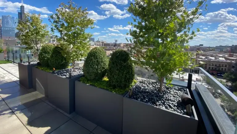 Row of dark aluminum rooftop planters with Japanese maples and boxwood spheres overlooking the Chicago skyline.